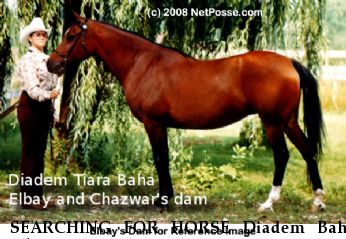SEARCHING FOR HORSE Diadem Baha Elbay, Near Jacksonville, FL, 00000